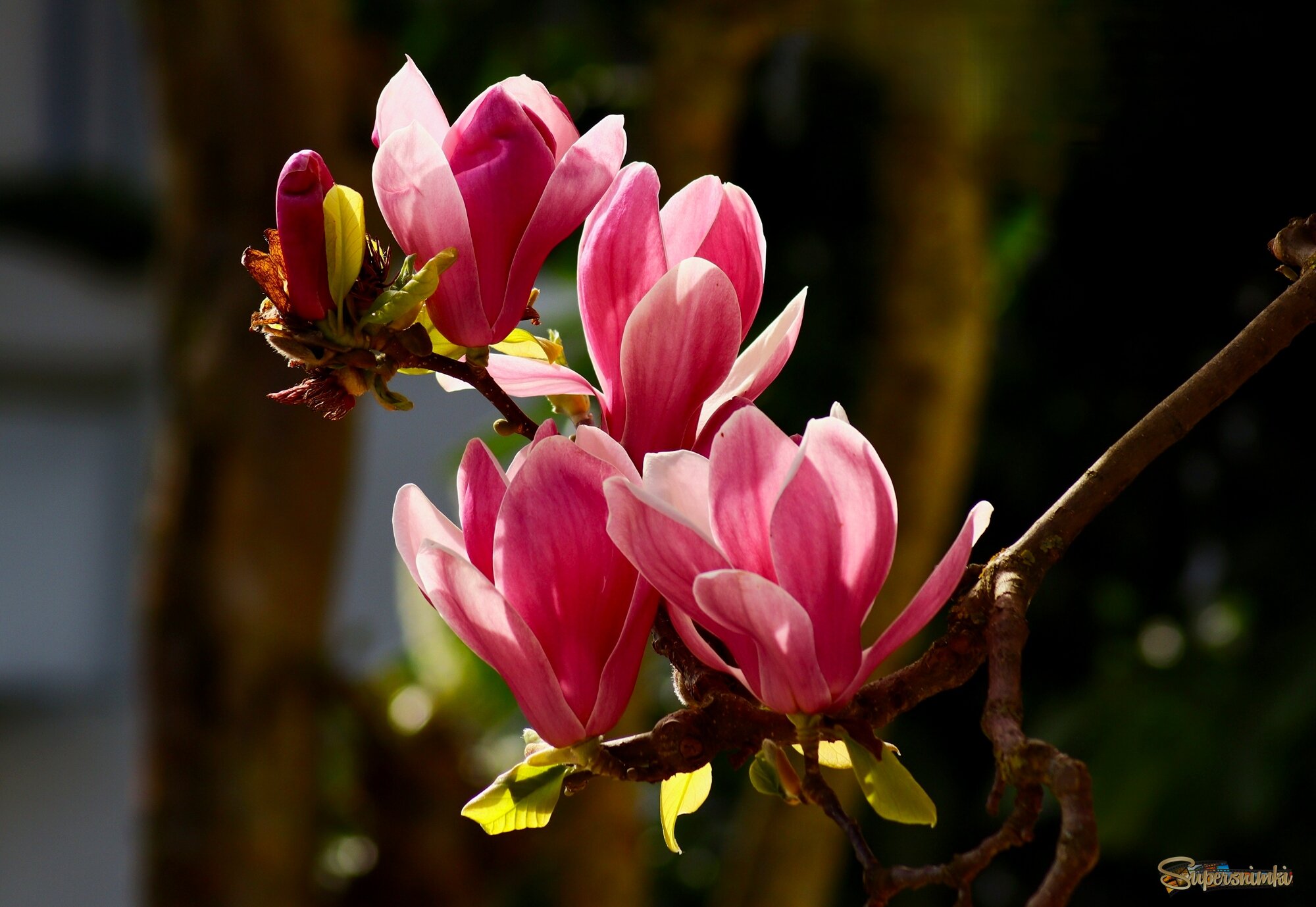 Доброе утро