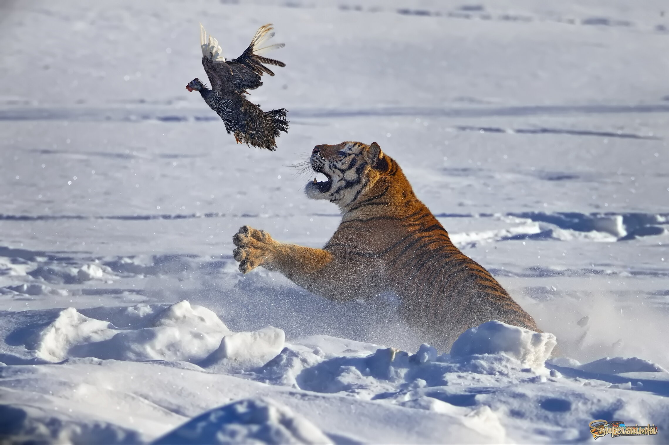 Утопая в снегу