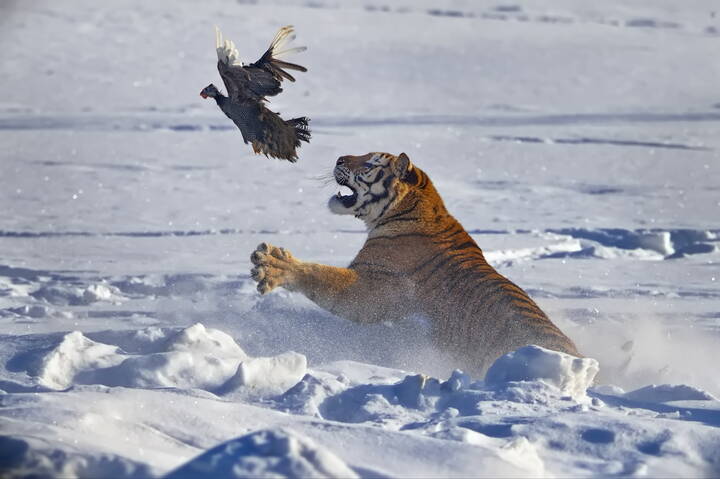 Утопая в снегу