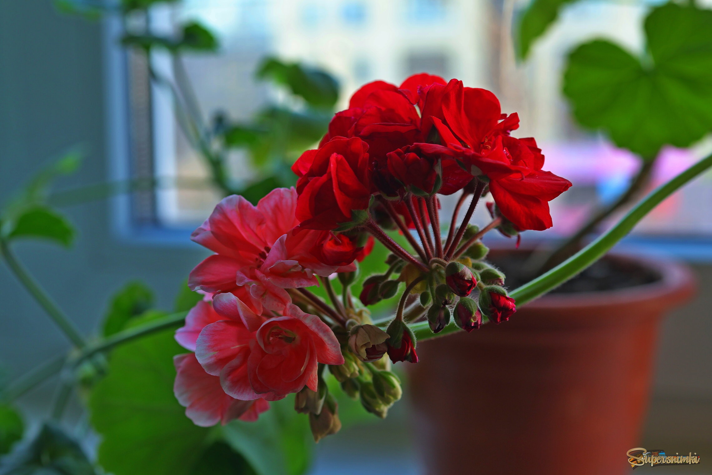 Цветы дома...3