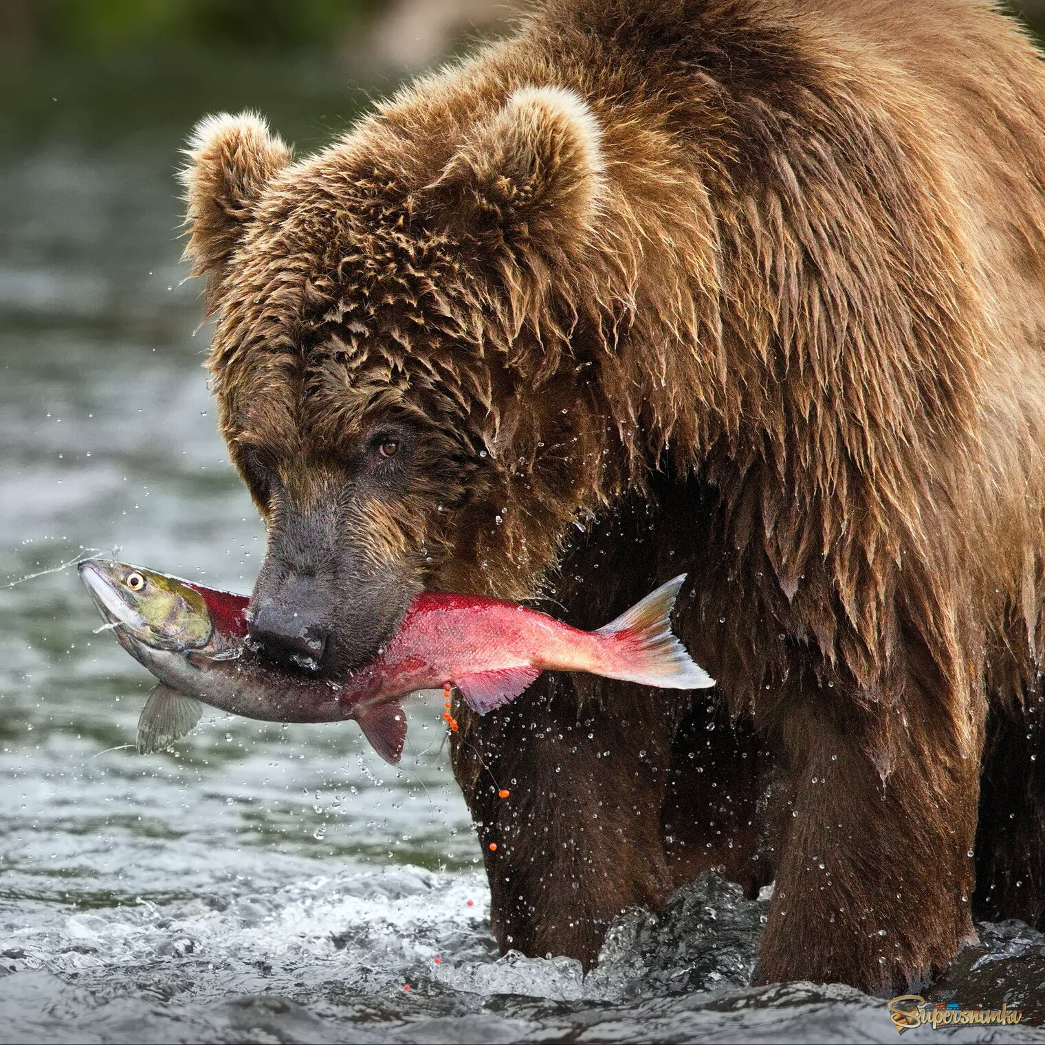 Идеальная добыча