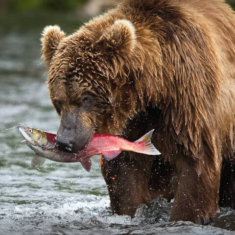 Идеальная добыча