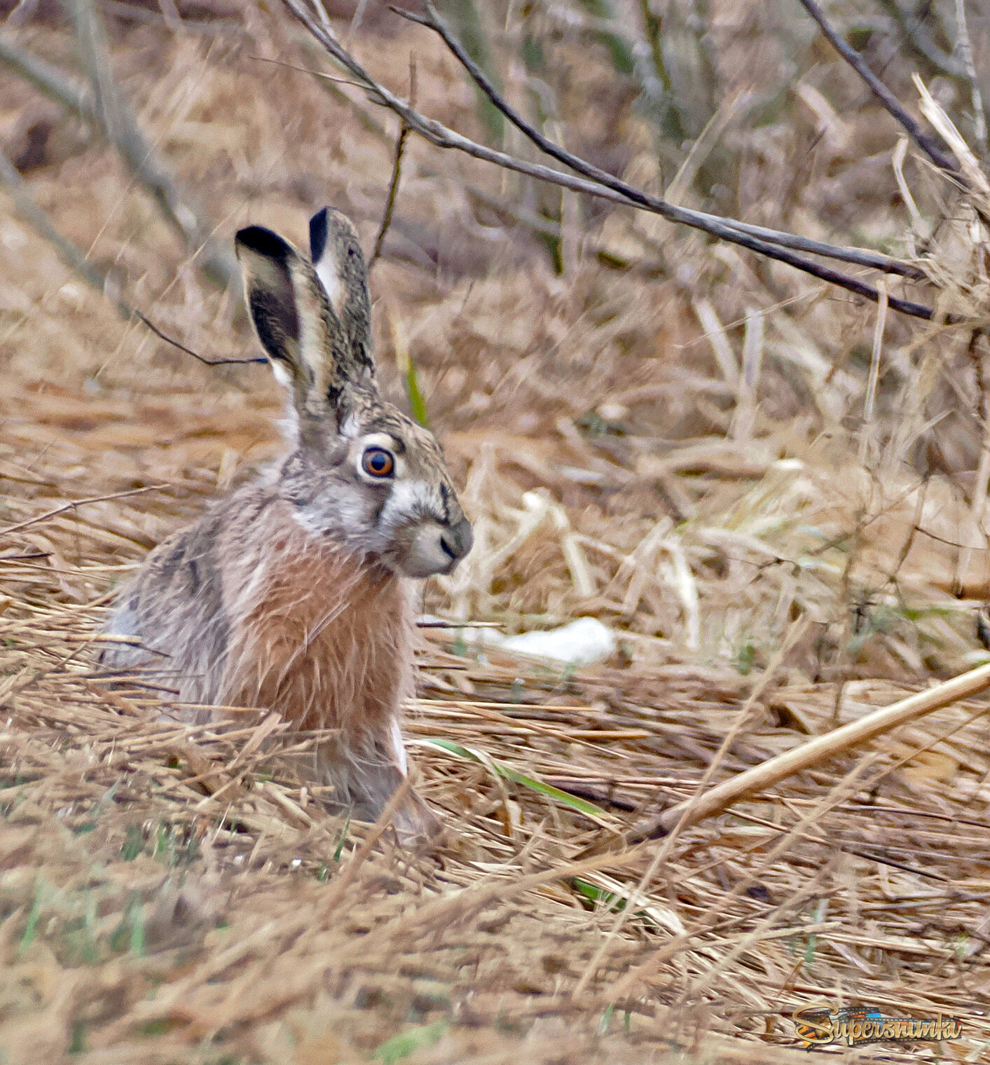 Заяц-русак.