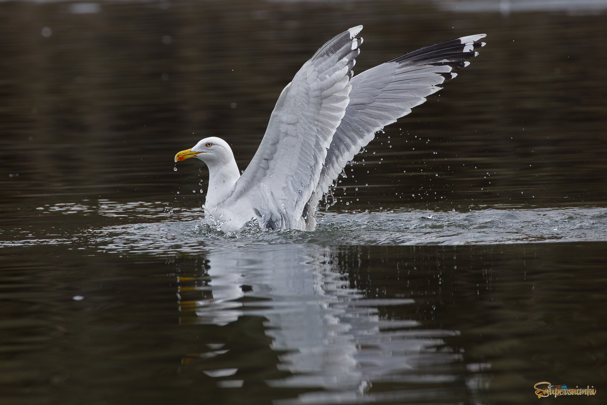 Вынырнуть красиво