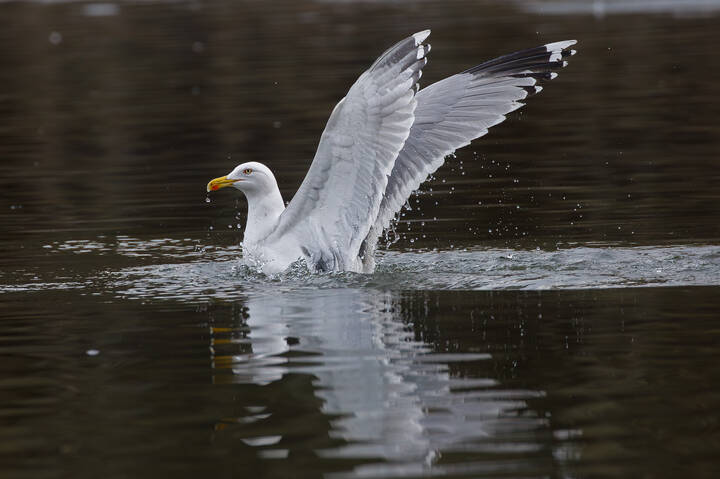 Вынырнуть красиво