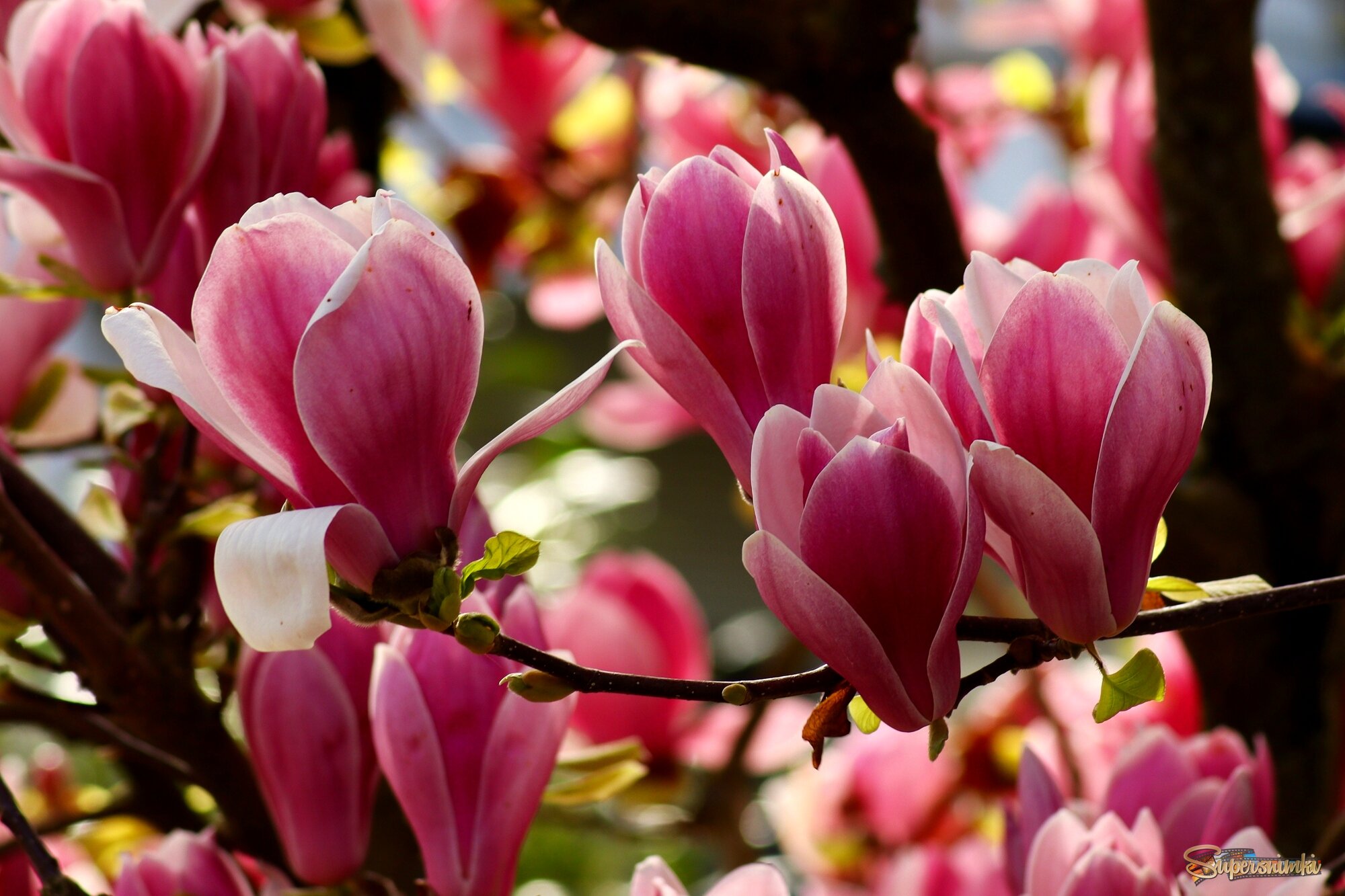 Магнолиевый рай