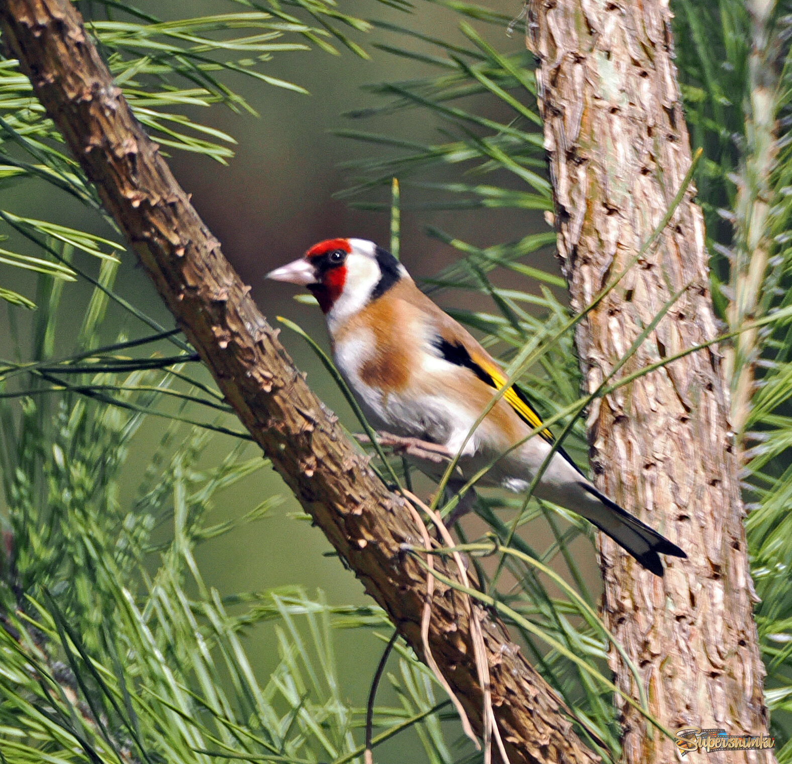 Черноголовый щегол.