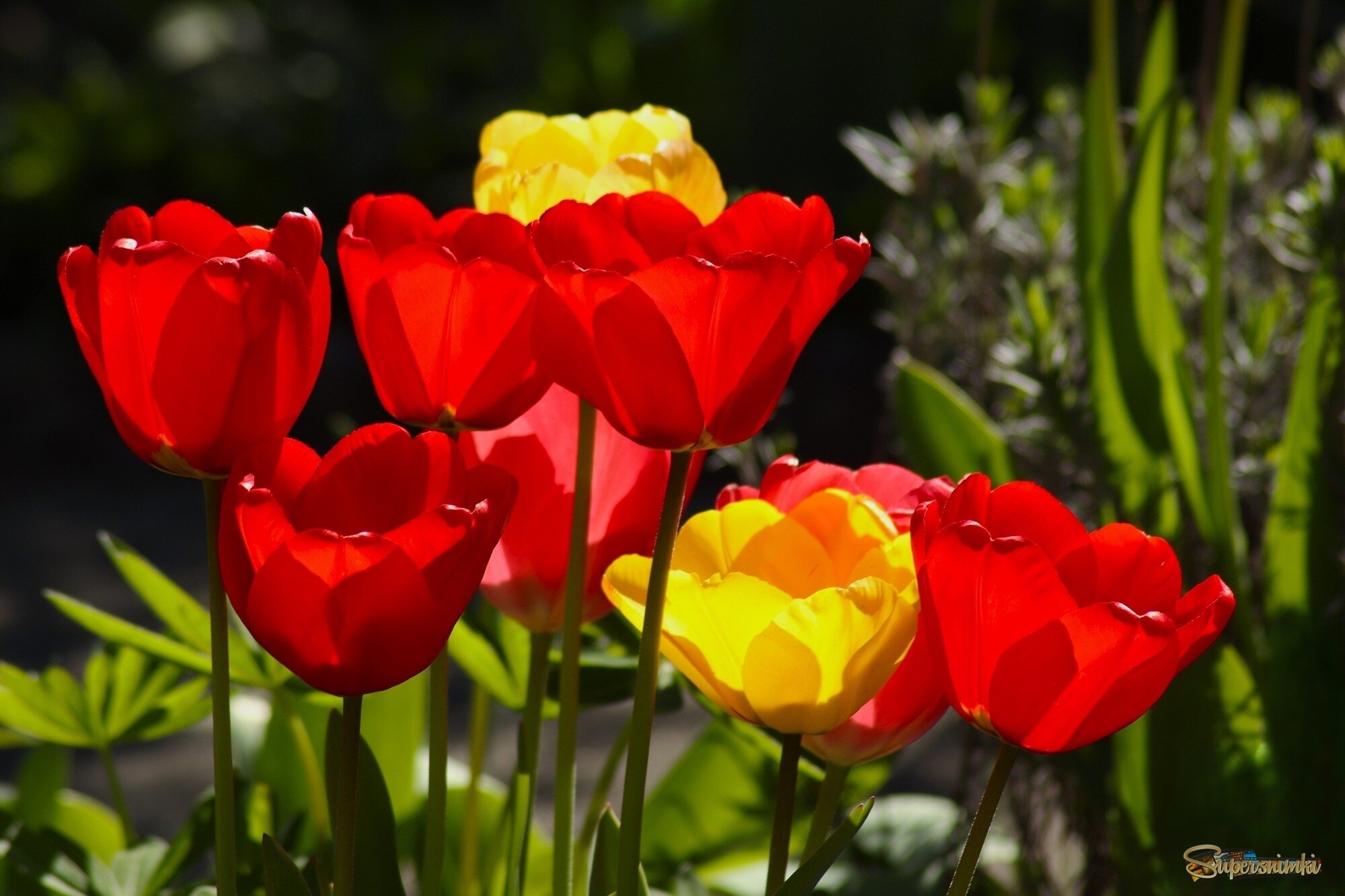 Цветущий апрель