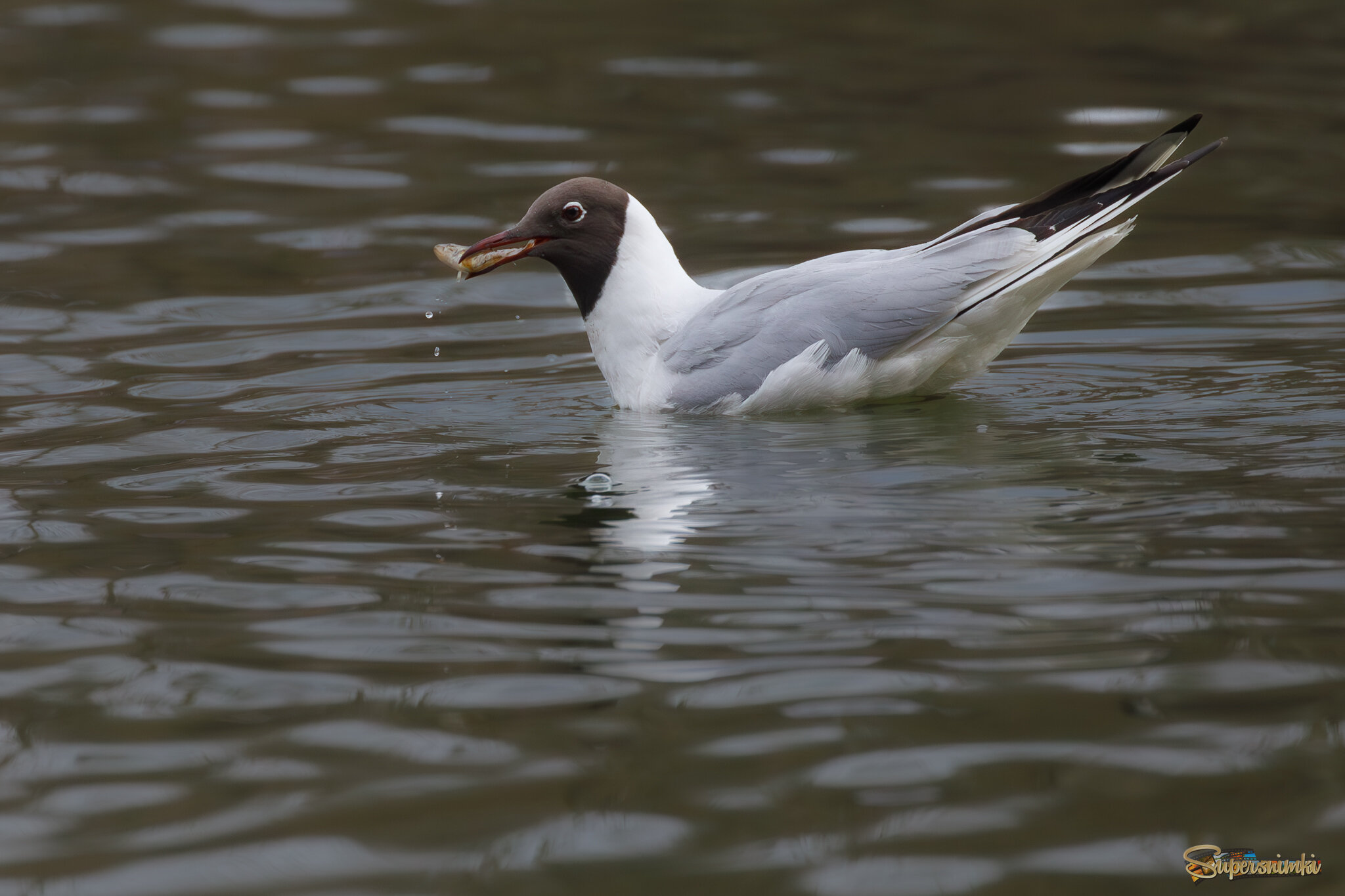 Рыбный день