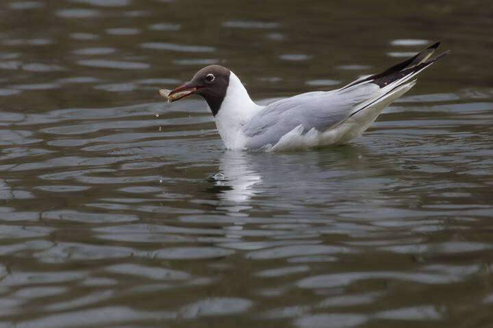 Рыбный день