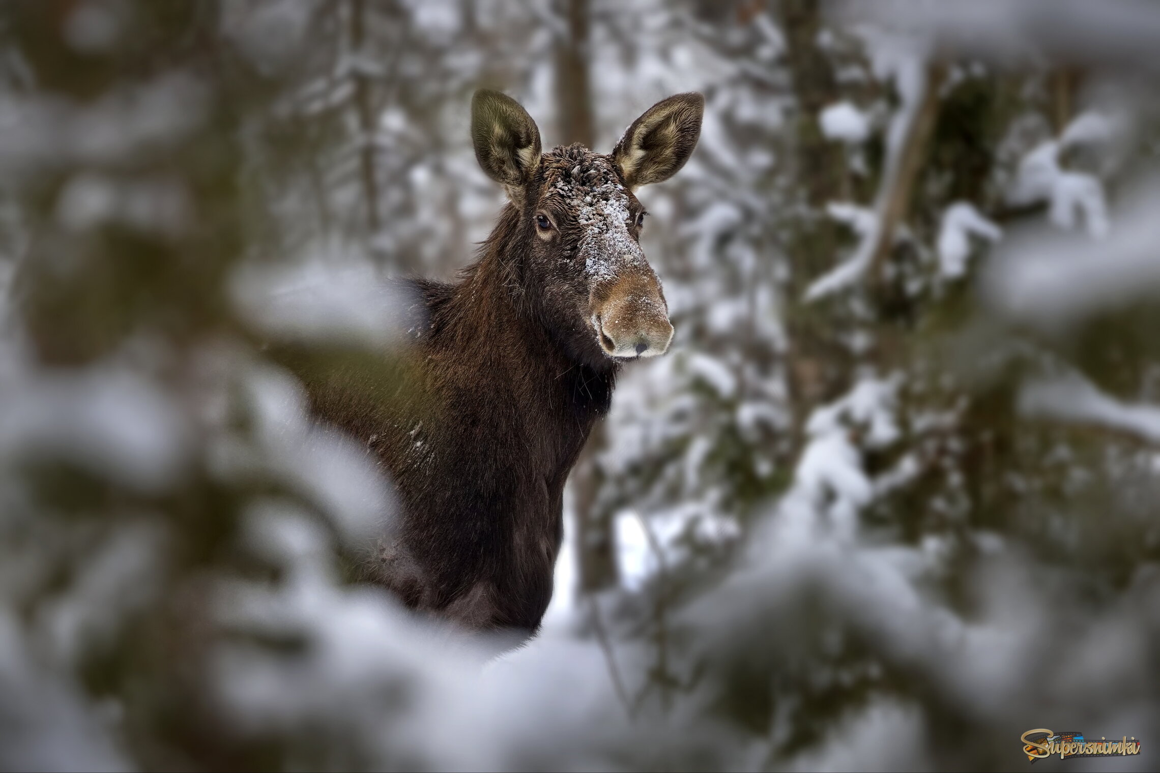 Переглядки