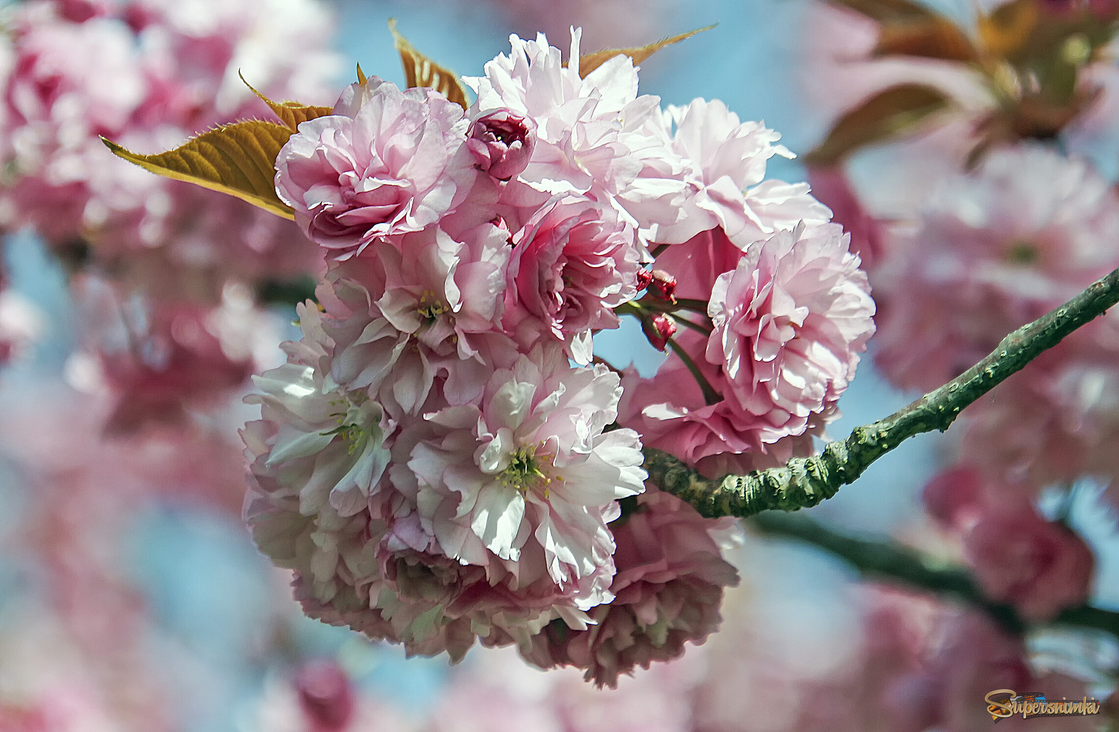 Сакуры колобок