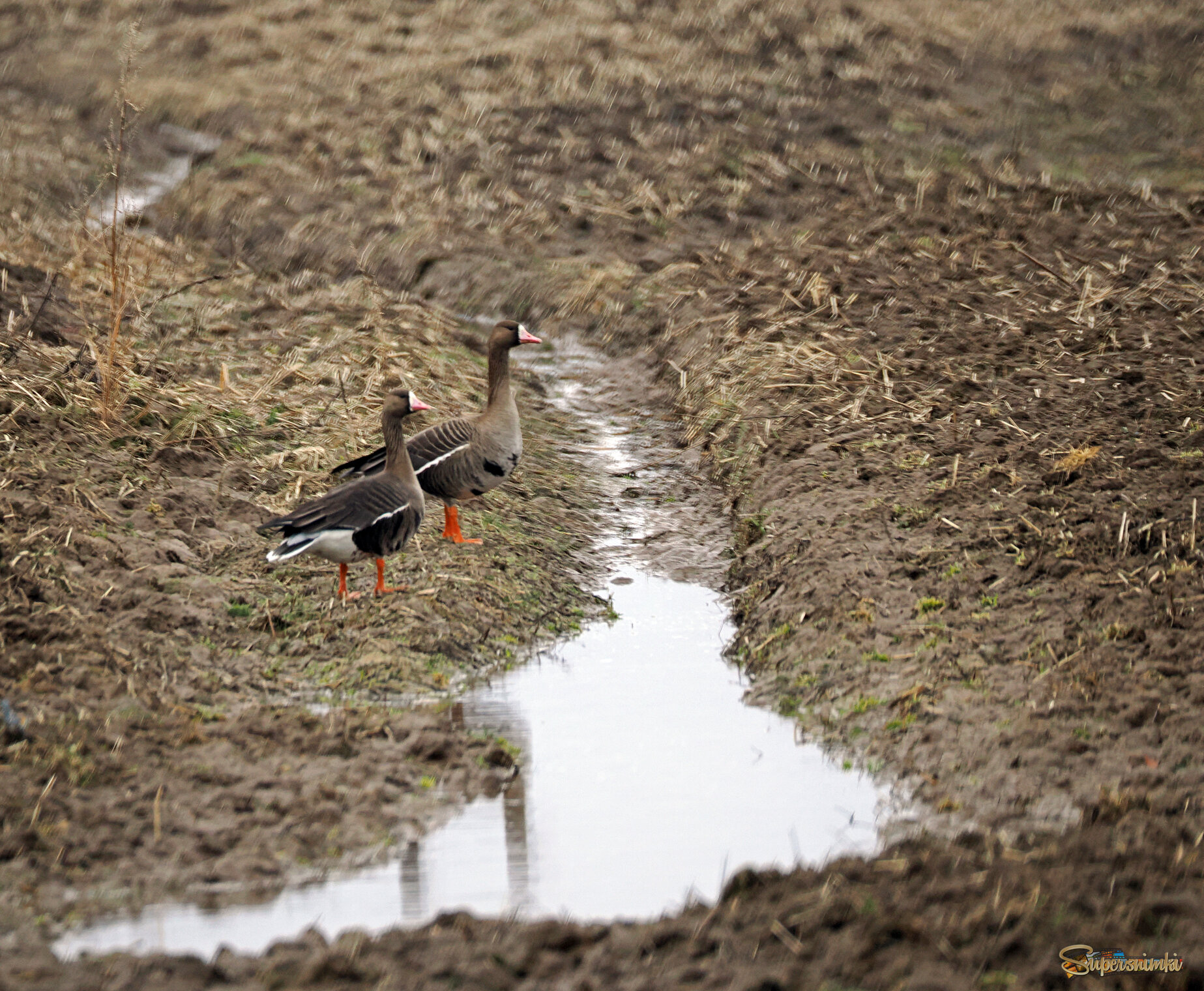 Гуси белолобые.