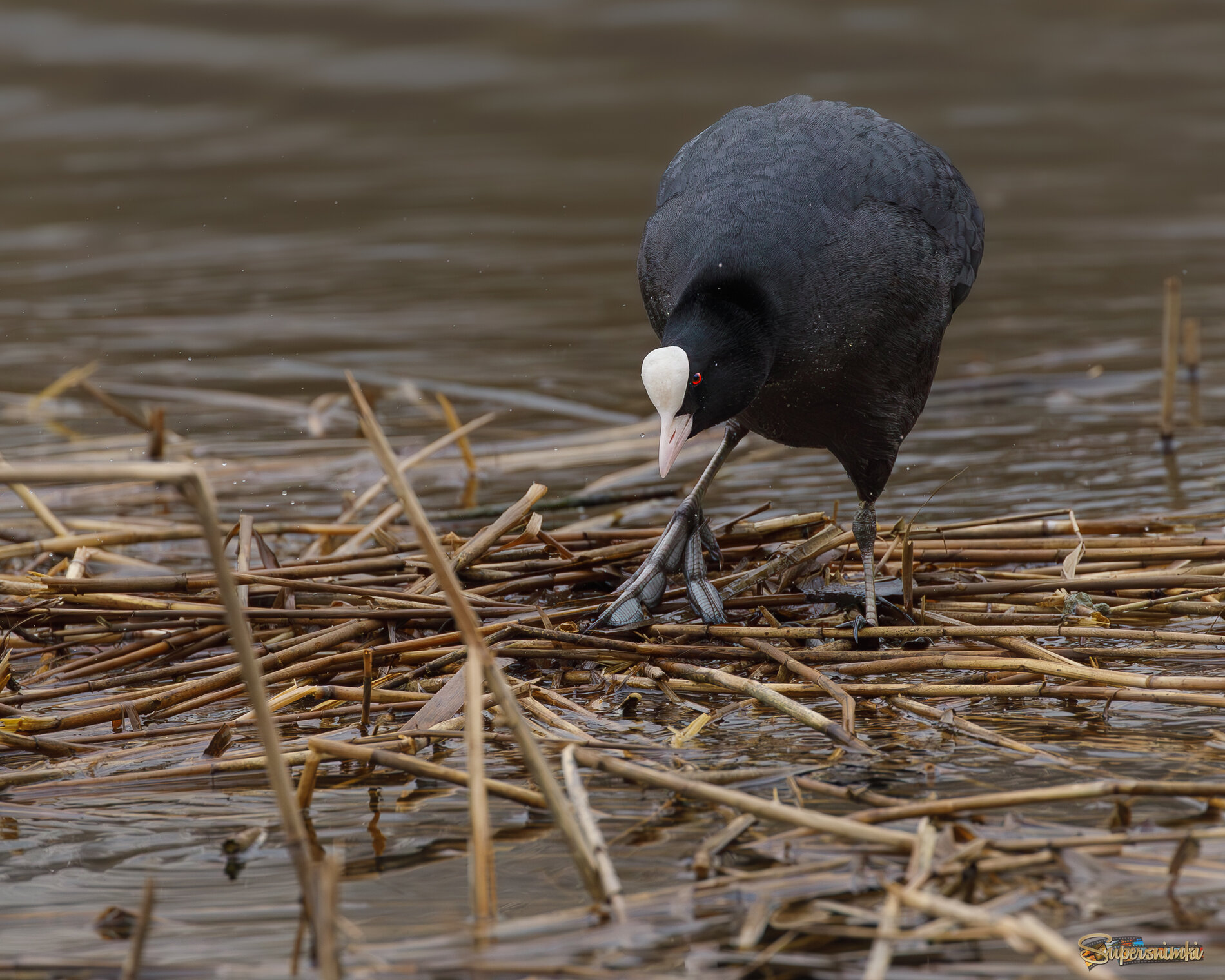 Моя территория!!!