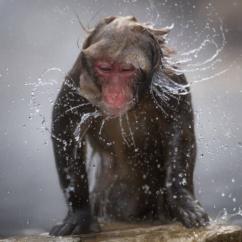 Снежные Макаки