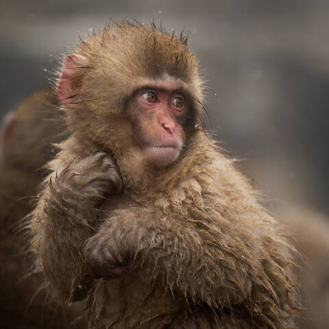 Снежные Макаки