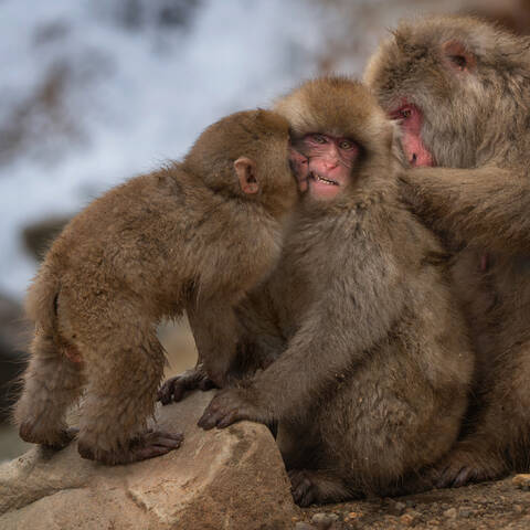 Снежные Макаки