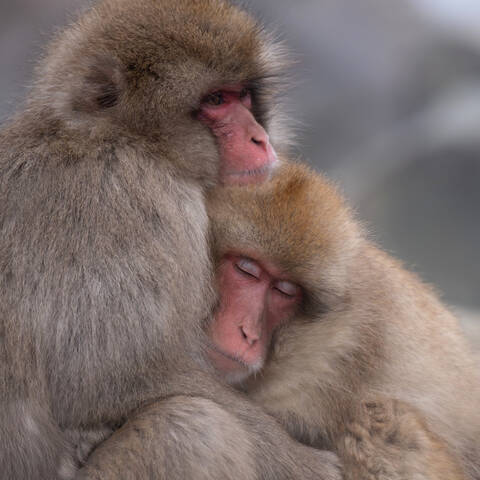 Снежные Макаки