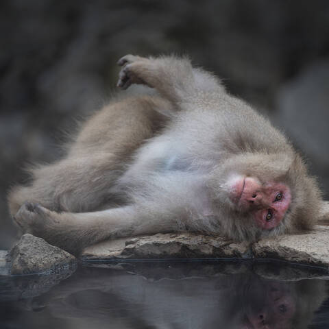 Снежные Макаки