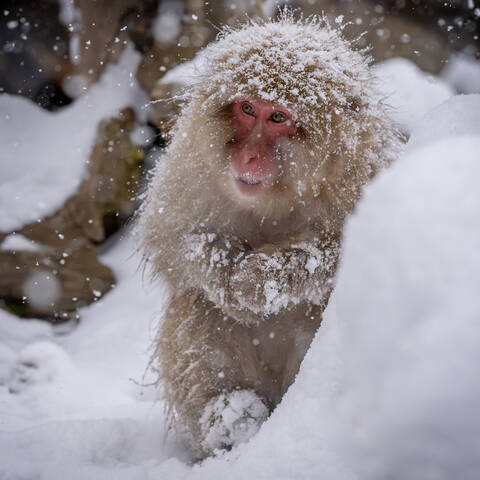 Снежные Макаки