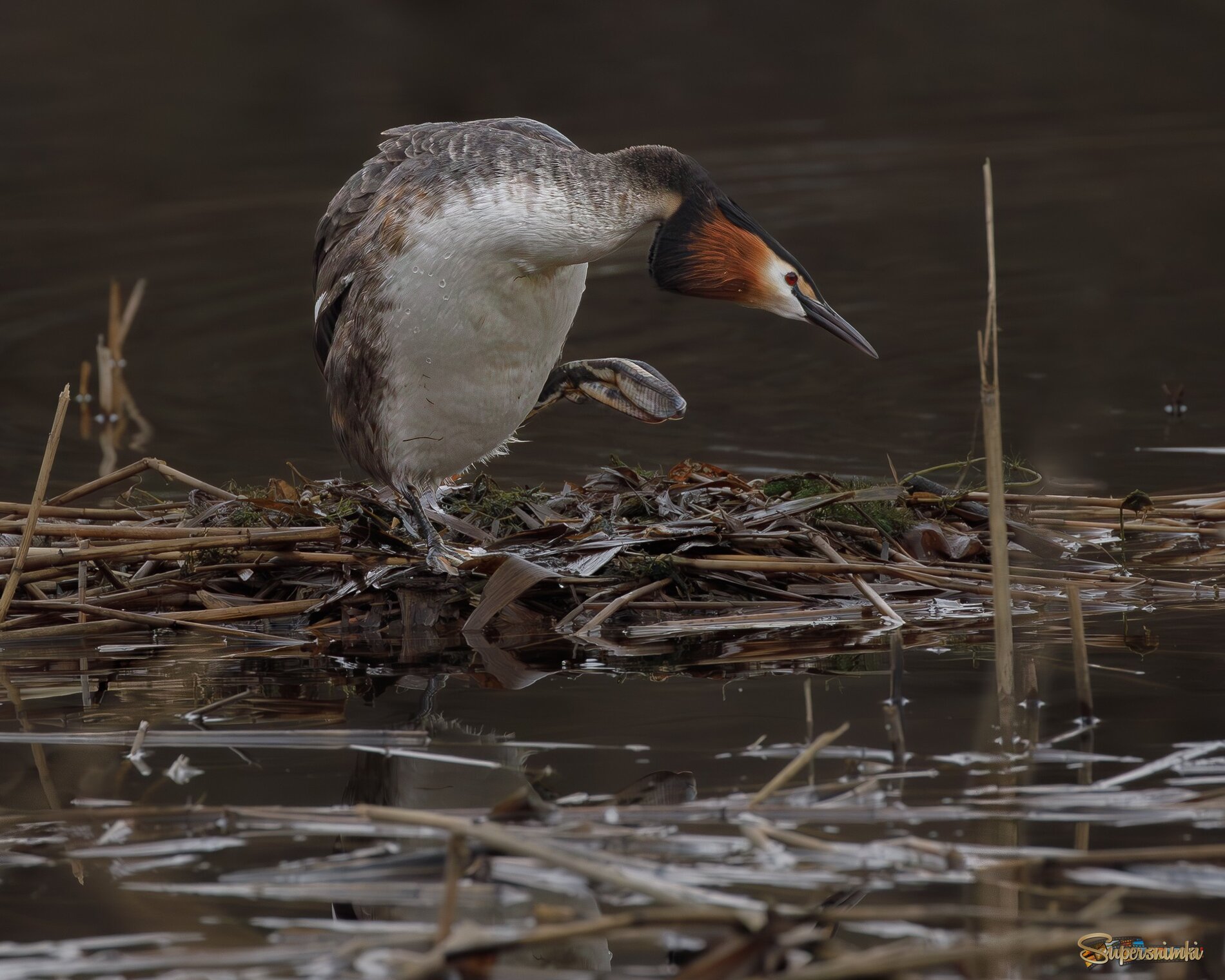 Убирайся от моего гнезда!!!