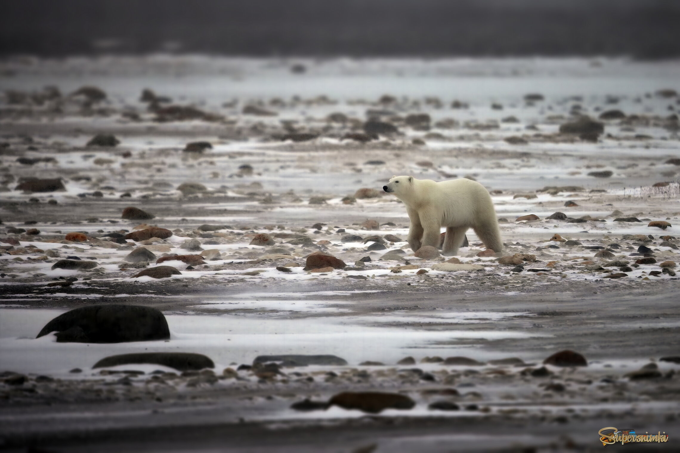 Одинокий странник