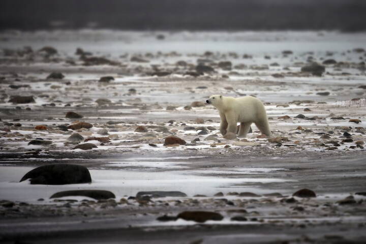 Одинокий странник