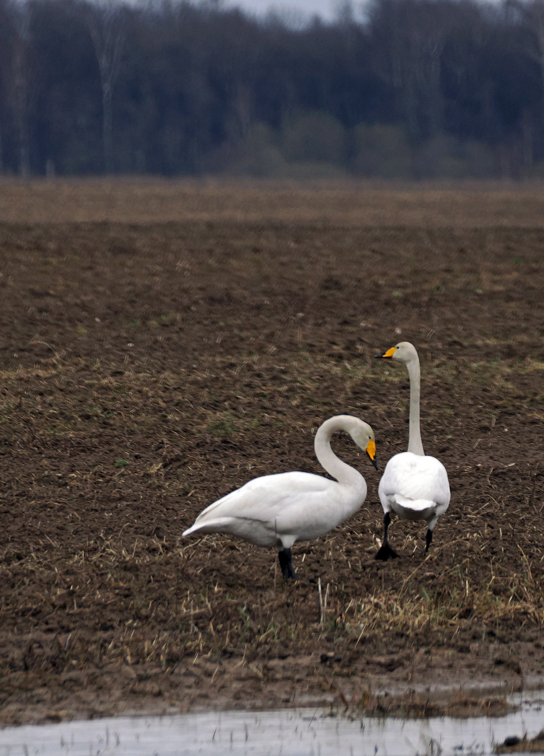 Лебеди-кликуны.
