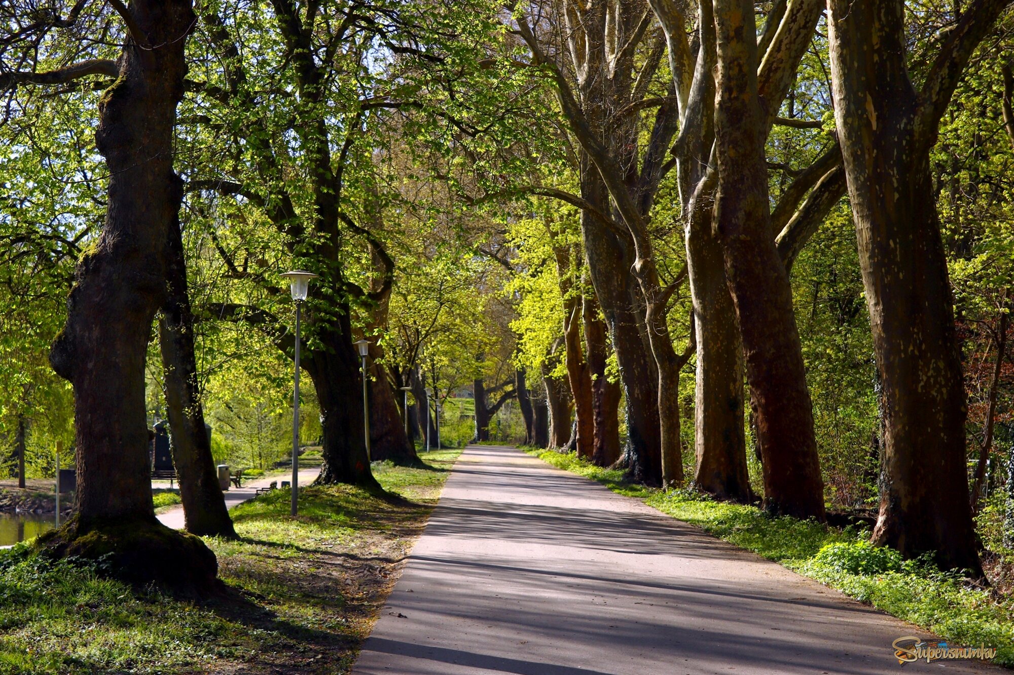 Аллея в апрель