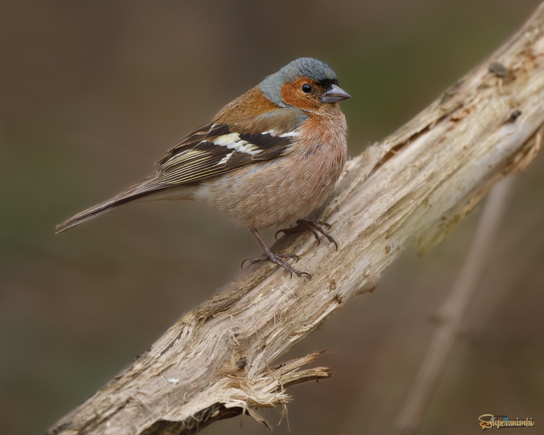 Любознательный красавчик