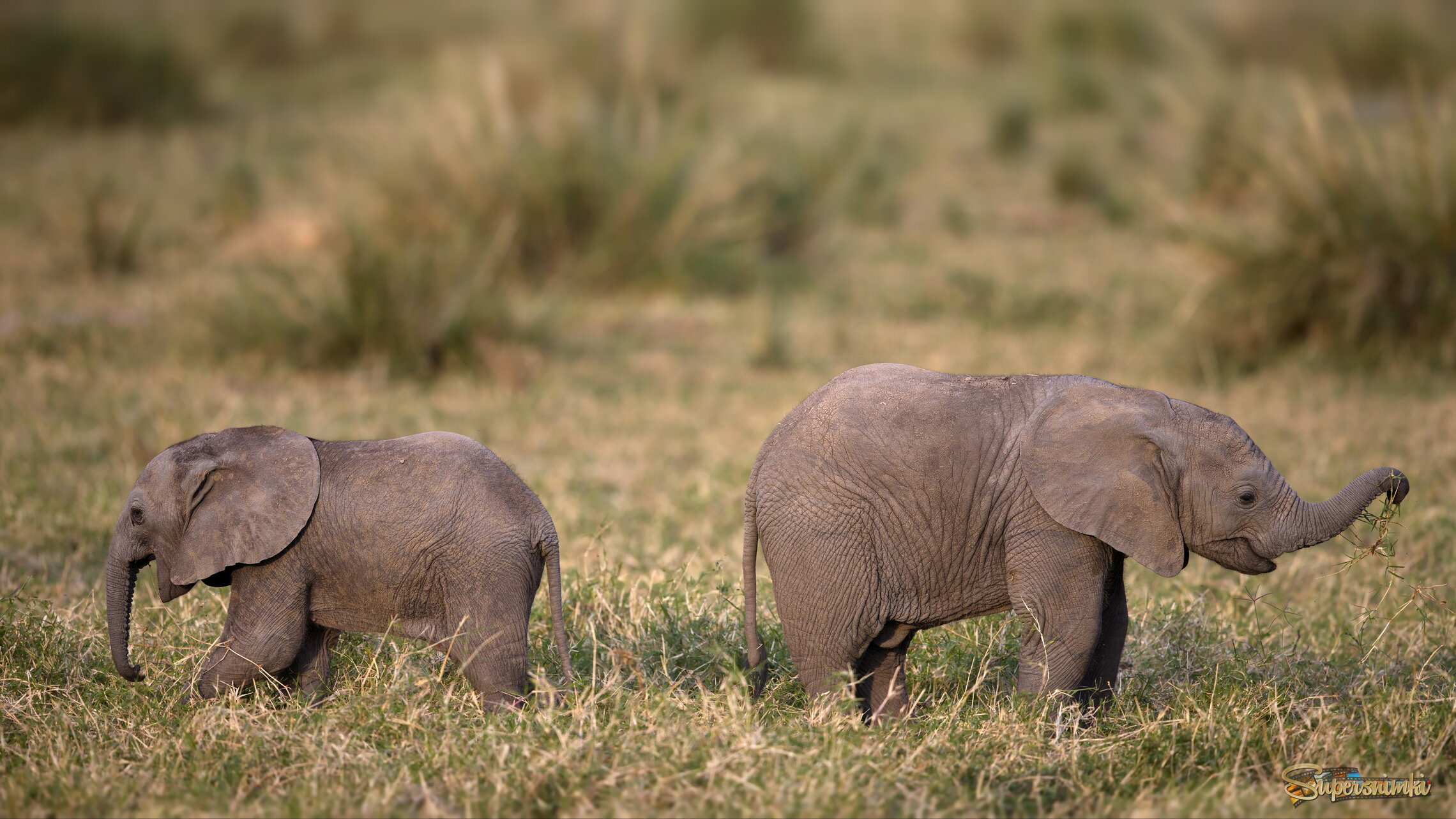Изометрический масштаб конгруэнтности