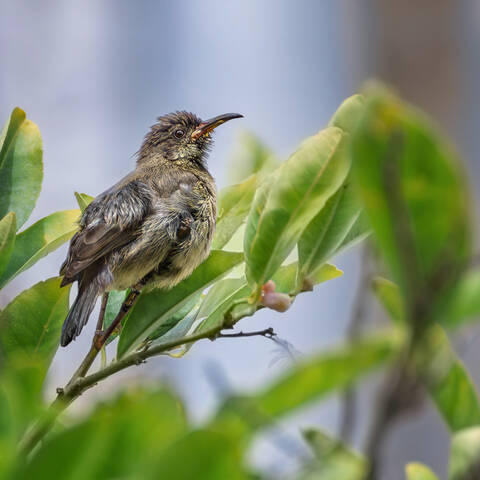 Птенец-слеток нектарницы