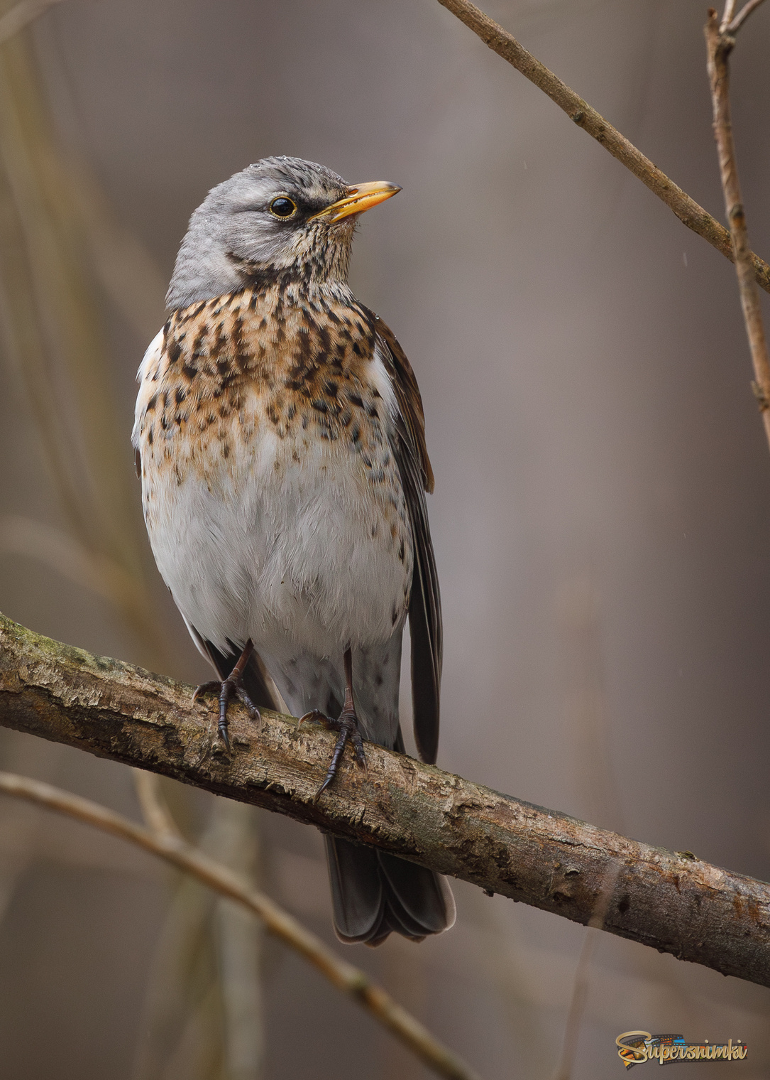 Выбери меня!