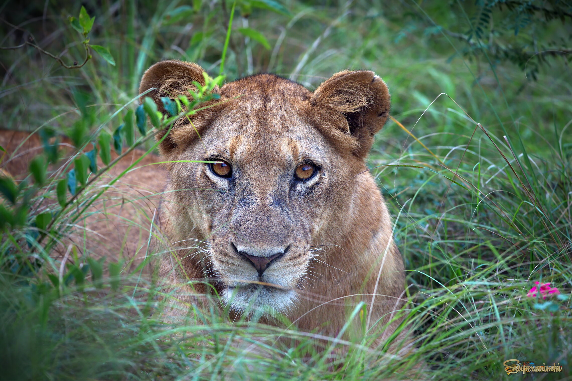 Погляделки