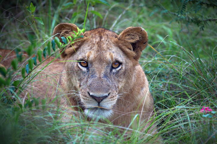 Погляделки