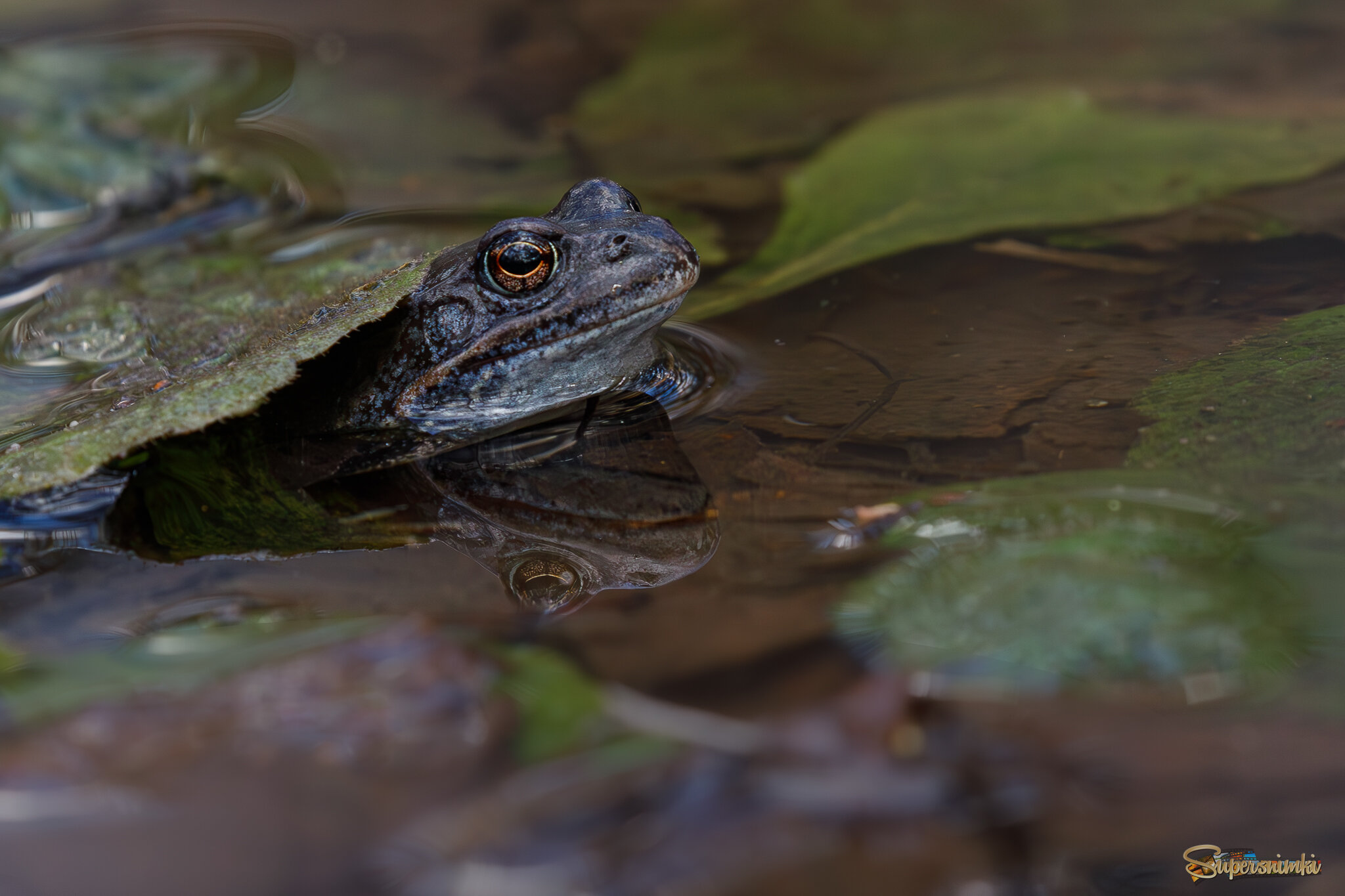 Под зелёным одеялом