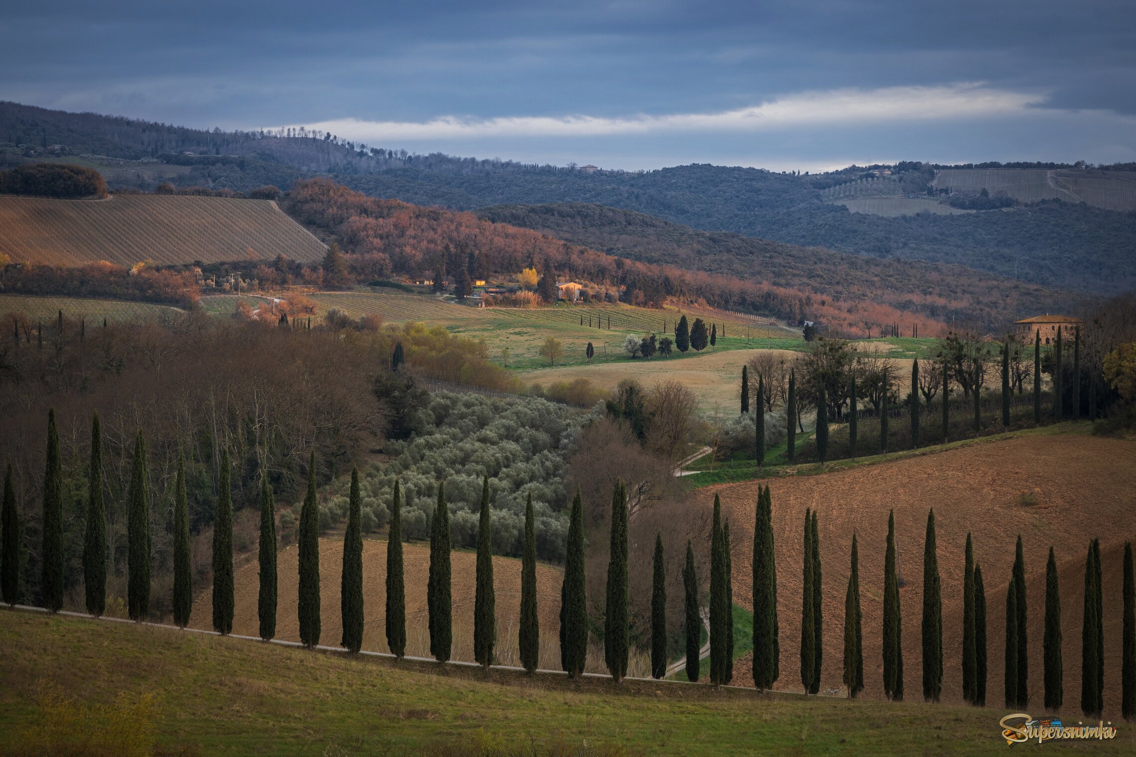 Кипарисы перед дождем