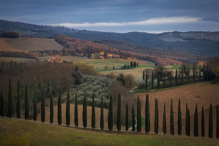 Кипарисы перед дождем