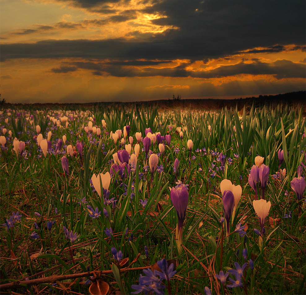 Цветочная поляна.