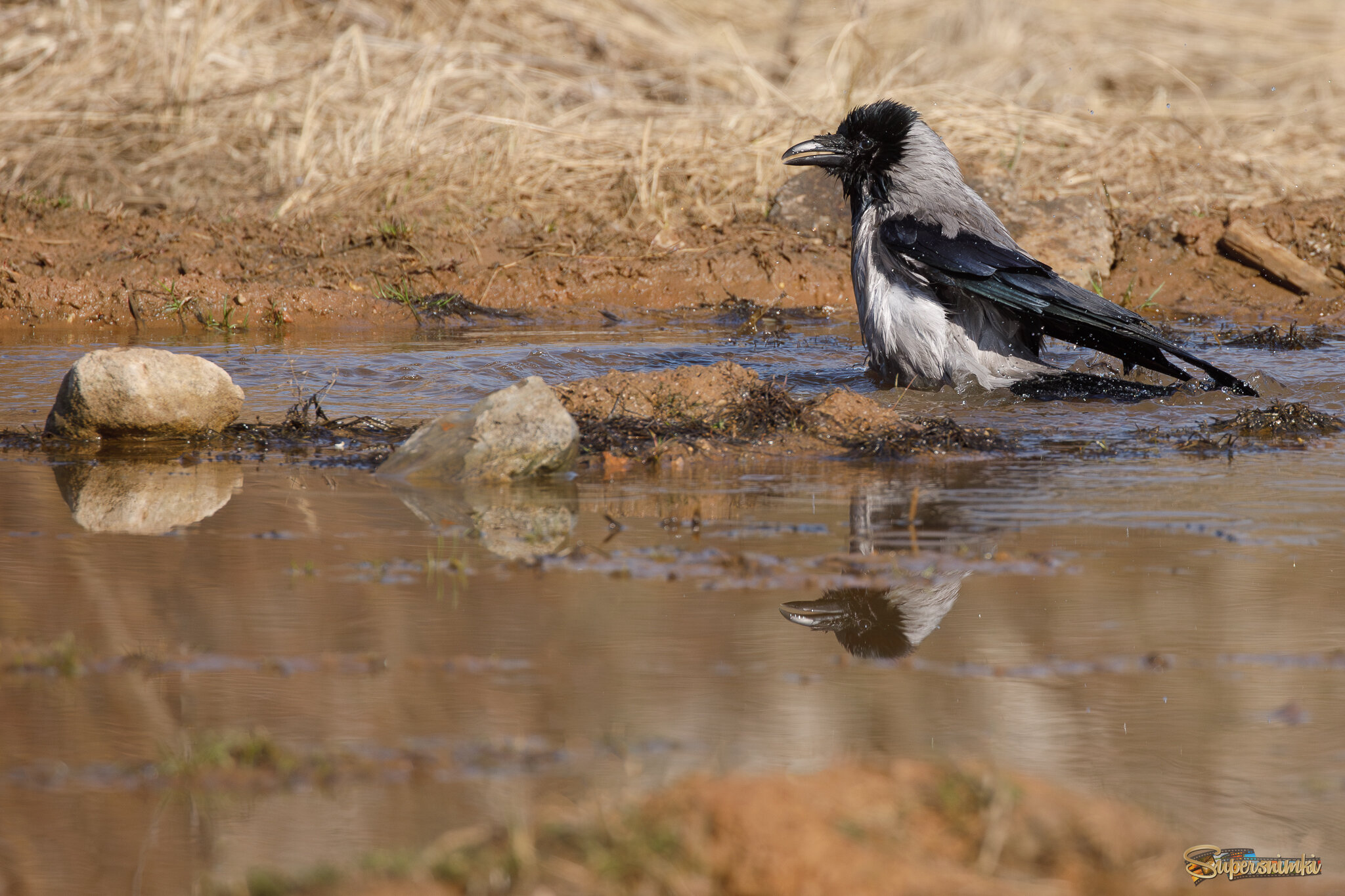 Сценки из жизни