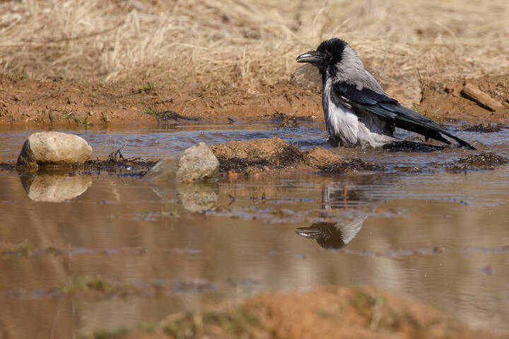 Сценки из жизни
