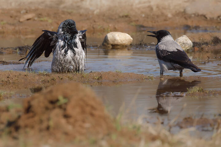 Сценки из жизни