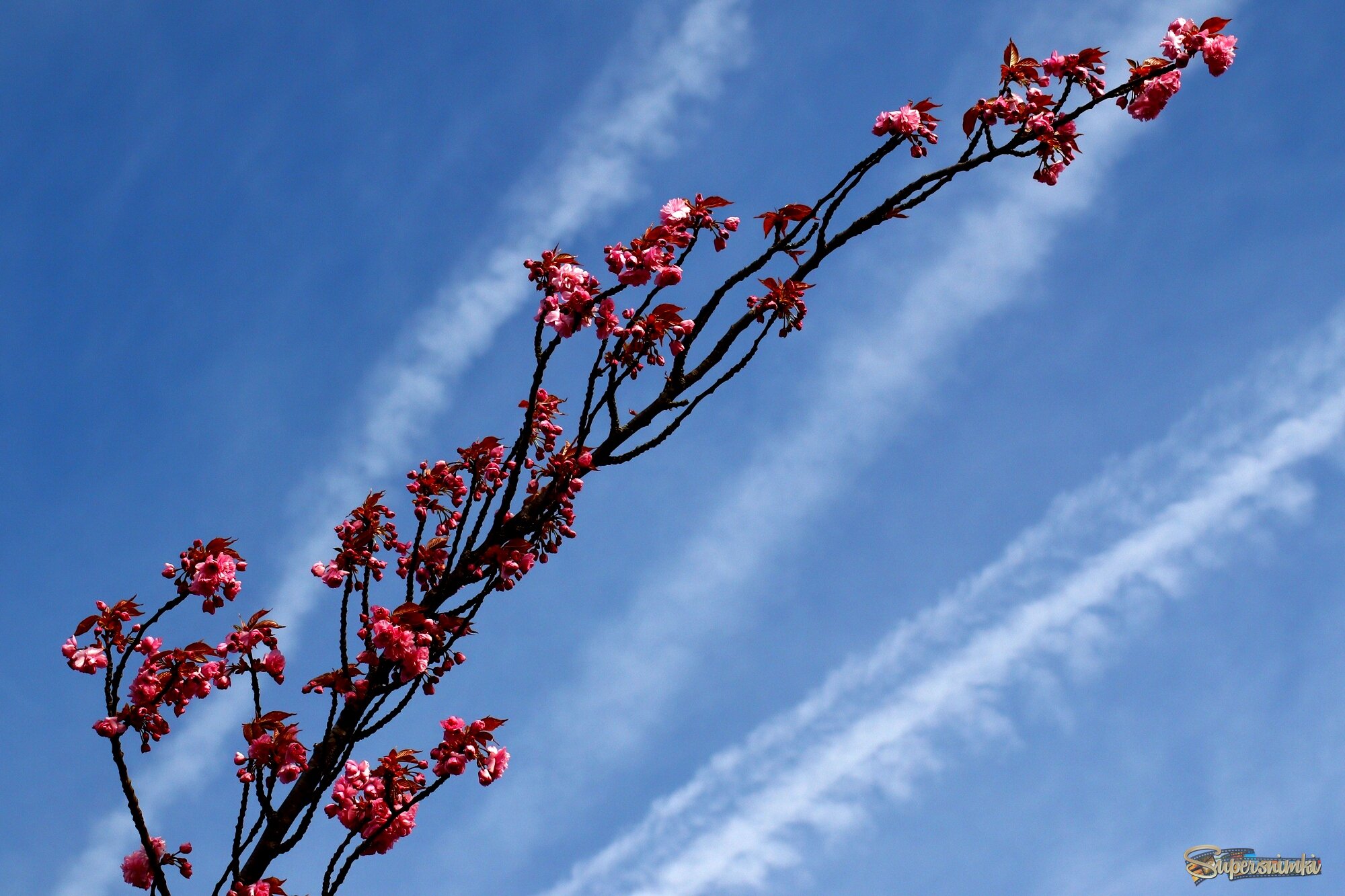 Расцветает сакура
