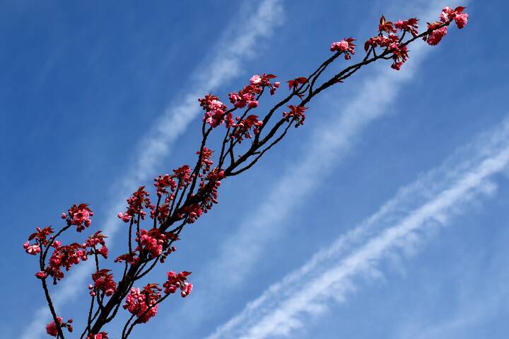 Расцветает сакура
