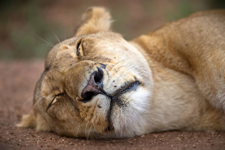 Приятный сон