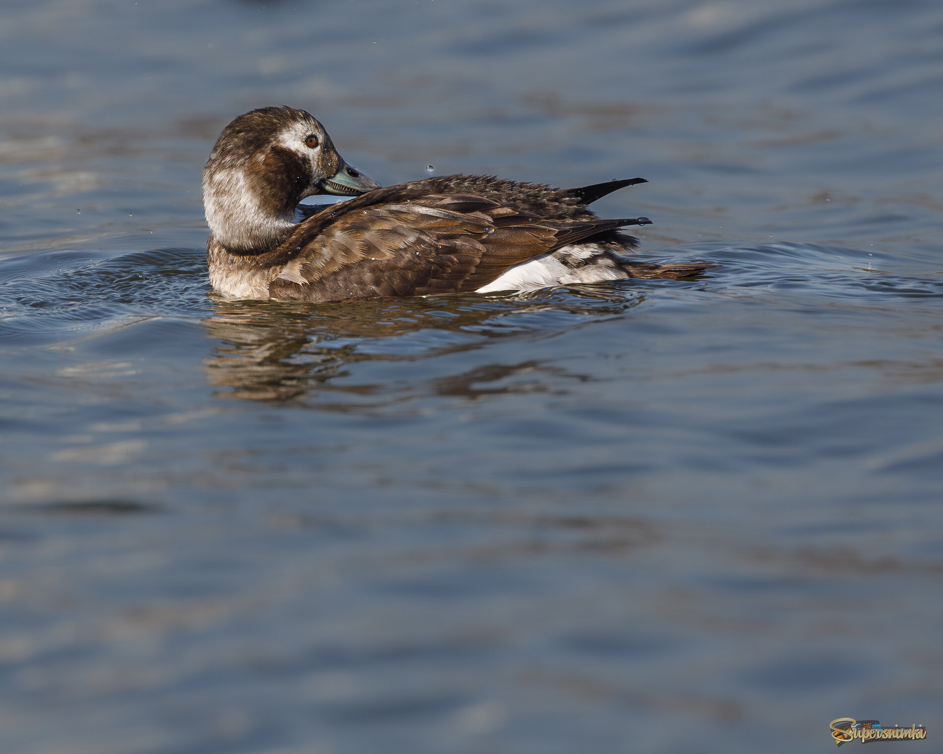 Вынырнула - причешись! 