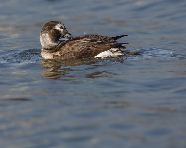 Вынырнула - причешись! 