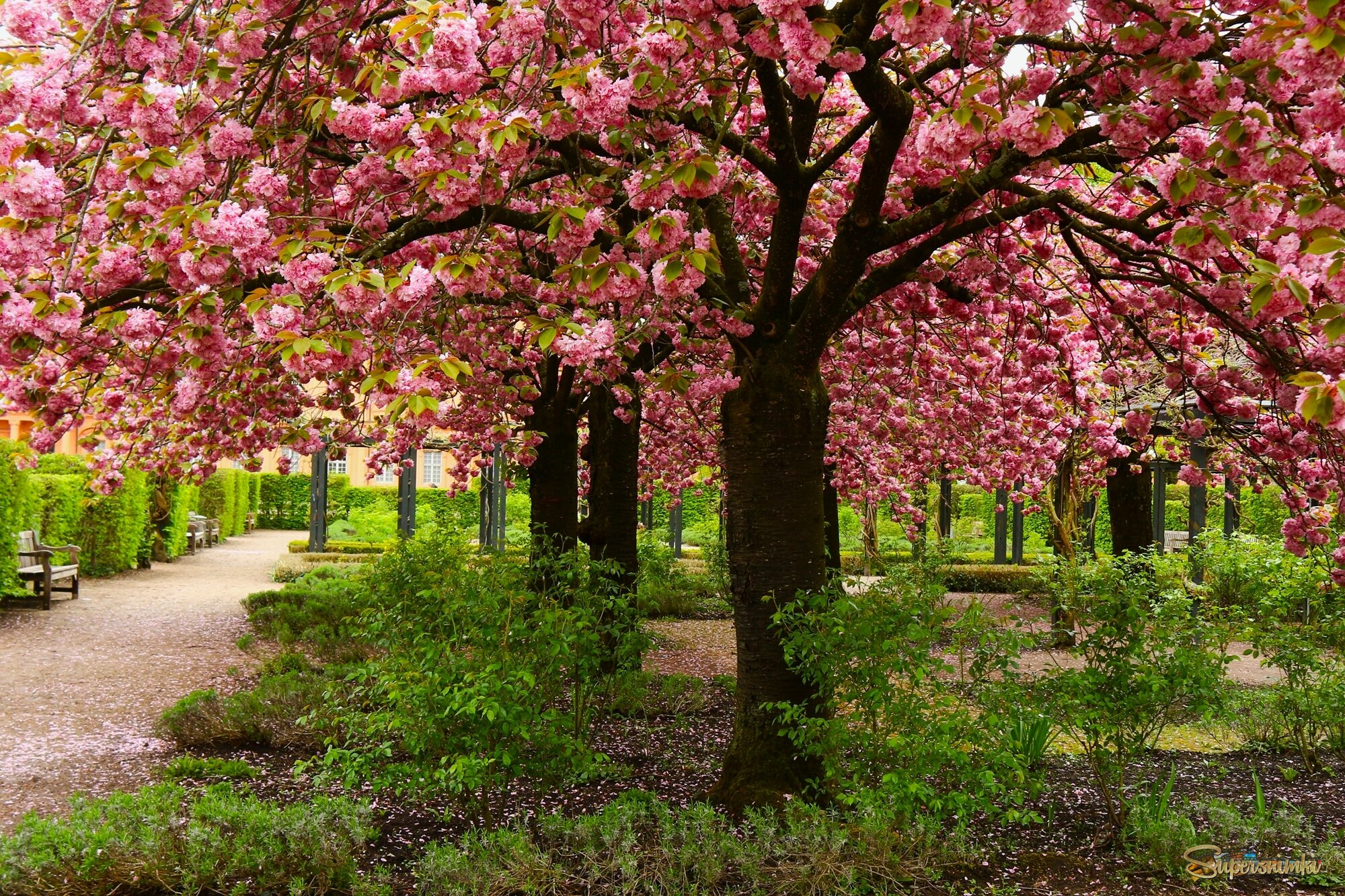 Сакура цветёт
