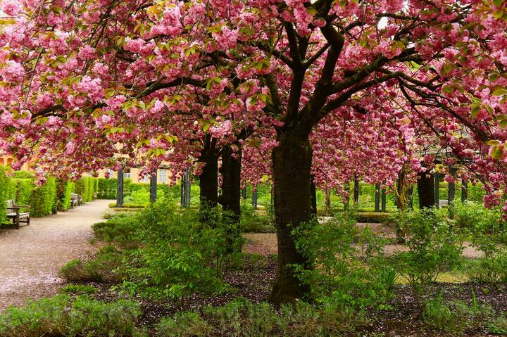 Сакура цветёт