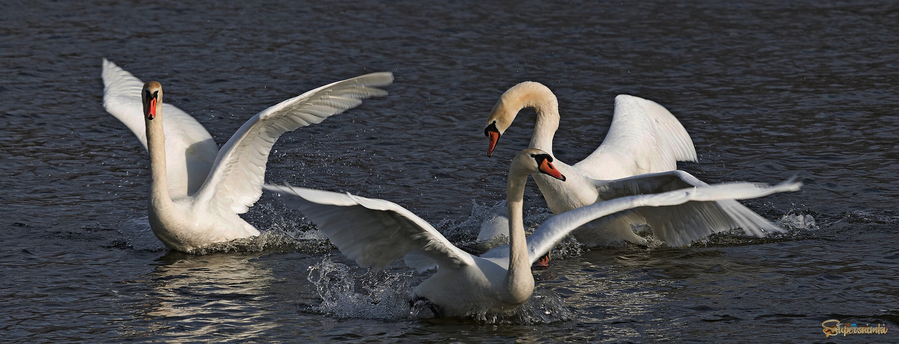 Три богатыря